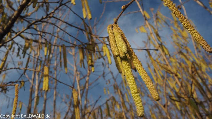 Fr&uuml;hlingsbeginn
