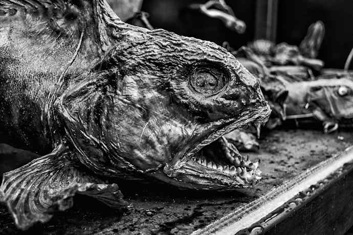 tag gegen fischfang