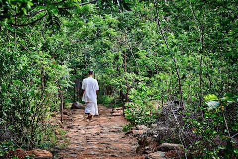 arbor day in indien
