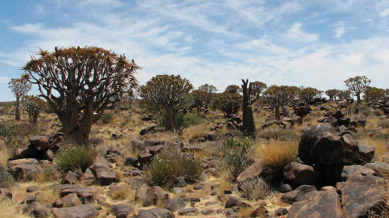 namibia wald