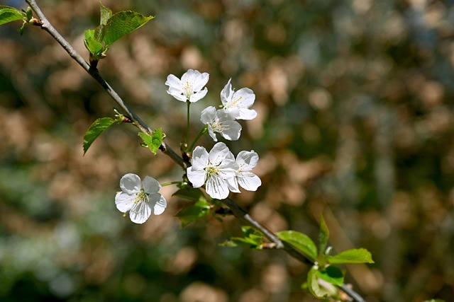 wildkirschen barbarzweig