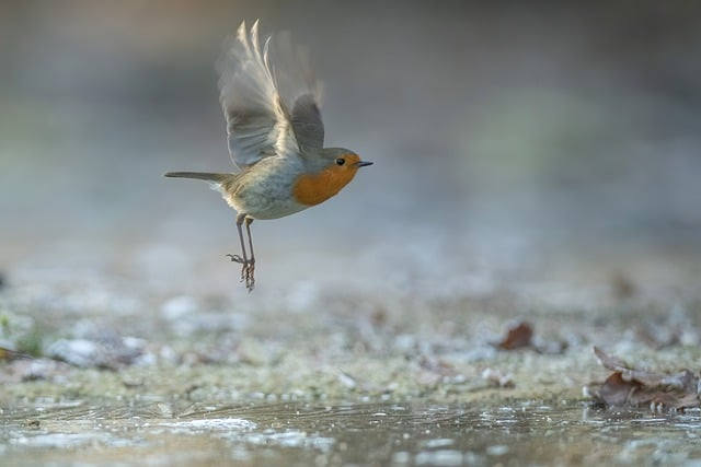 Bild von B Benjamins auf Pixabay