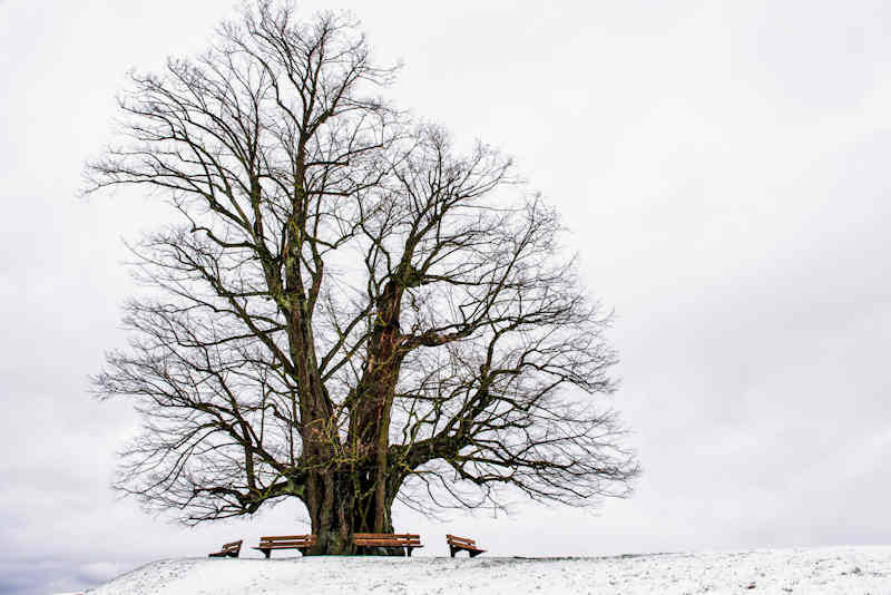 winterbaum