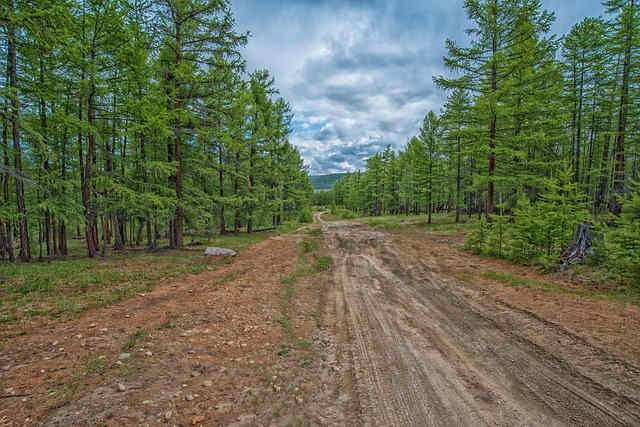 wald mongolei