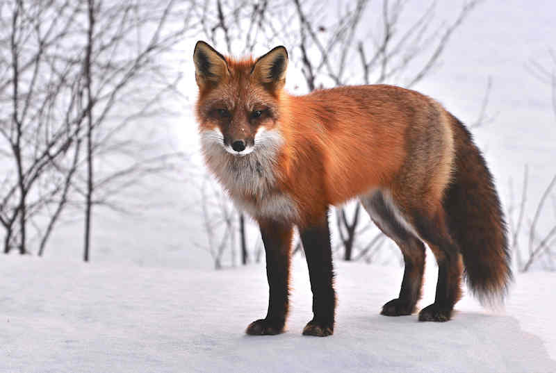 fuchs-tiere