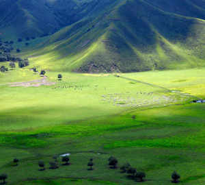 Baumpflanztag in der Mongolei