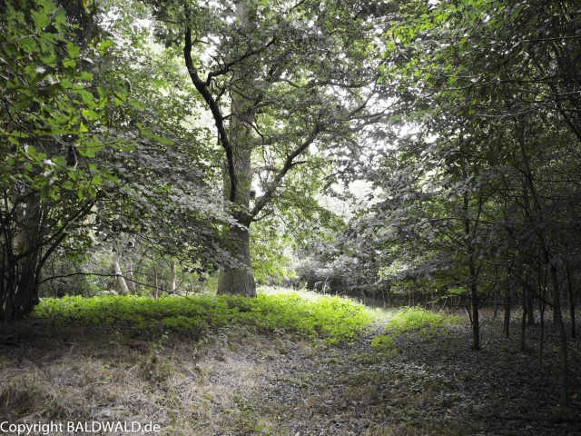 blick in BALDWALD